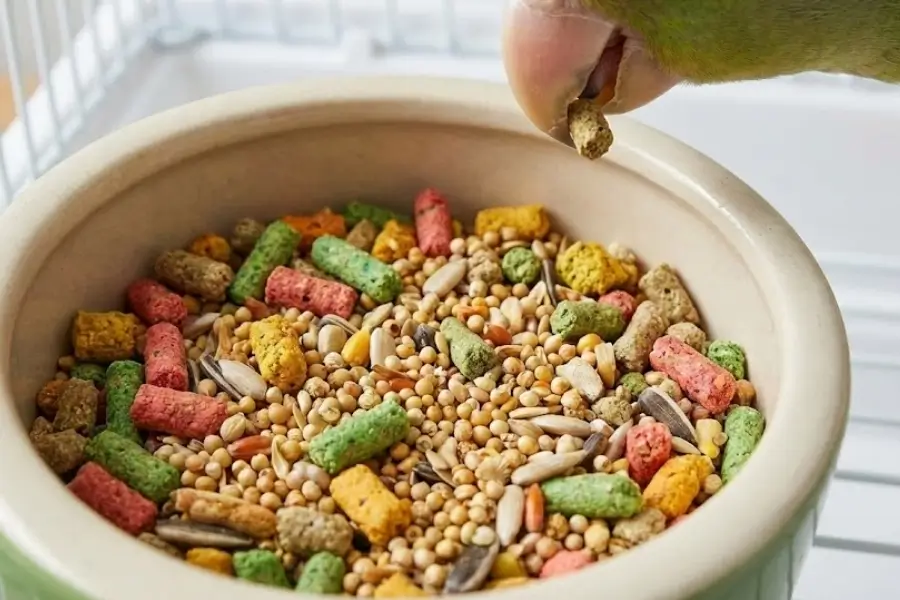 Pellets vs. Seeds: A Step-by-Step Guide to Transitioning Your Bird’s Diet