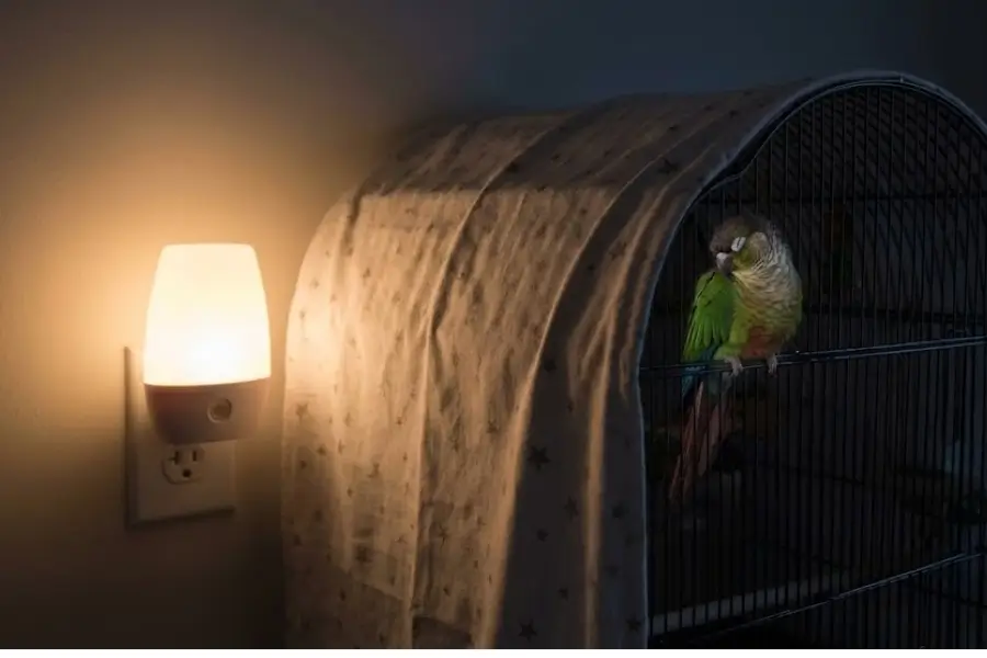 The Importance of 12 Hours: Why Your Bird Needs a Strict Sleep Schedule