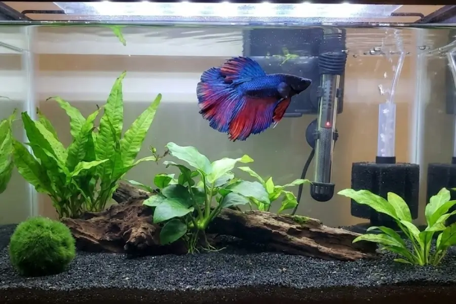 Betta Fish Myths: Why a Bowl Is Never Enough