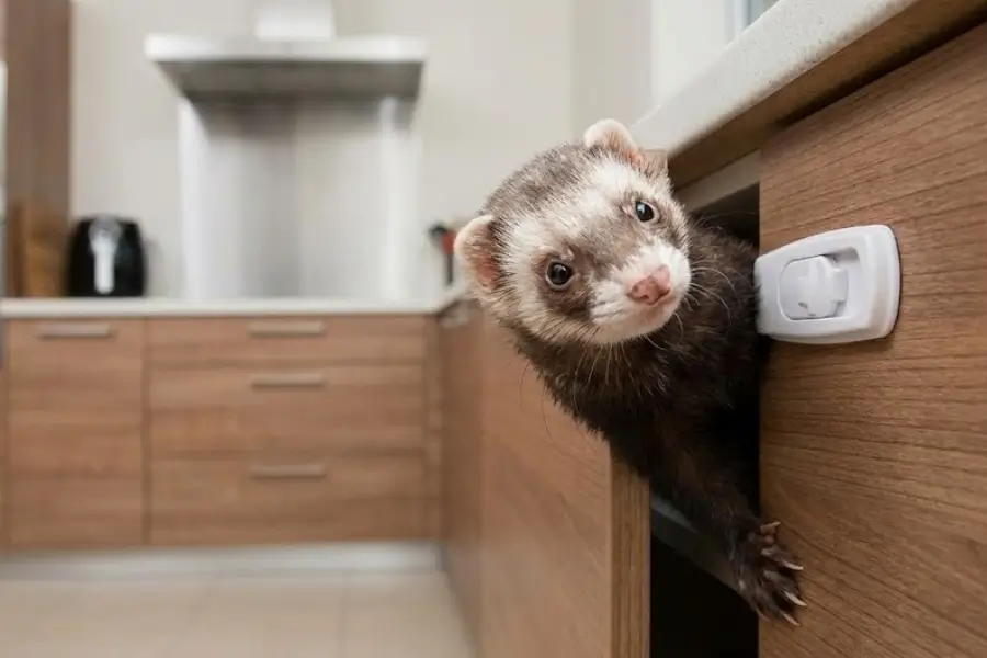 Ferret-Proofing Your Home: A Guide to Curiosity Control