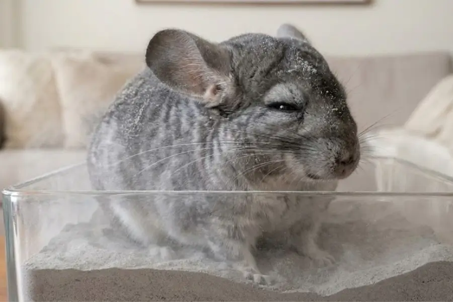 Chinchilla Dust Baths: Why Water Is Dangerous