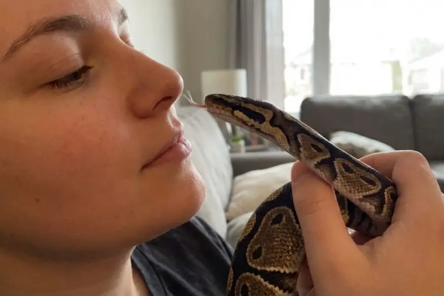 Do Snakes Recognize Their Owners? The Science of Reptile Bonding