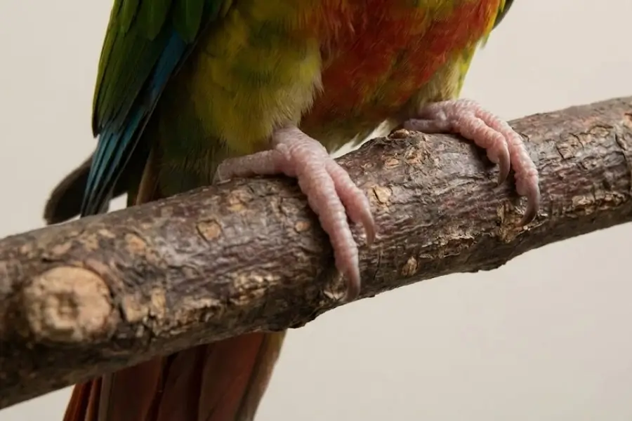 Choosing the Right Type of Perch for Healthy Bird Feet