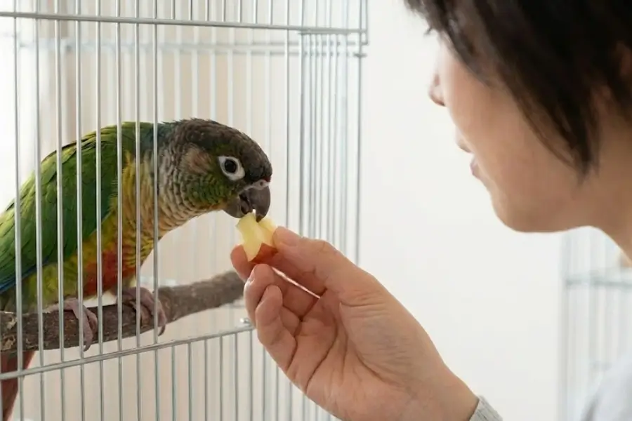 Introducing a New Bird: Simple Tips for a Smooth Transition