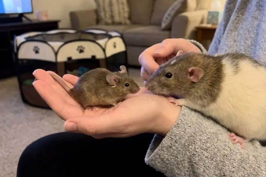 Safe Handling and Bonding Techniques for Pet Rats and Mice